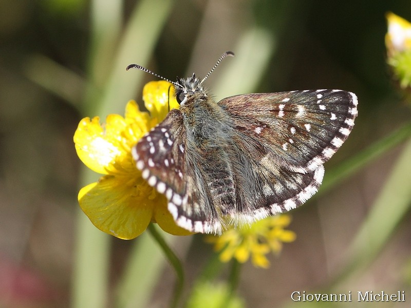 Tutti Pyrgus malvoides? No, anche P. armoricanus - Hesperiidae